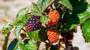 receta de hidromiel de frambuesa roja