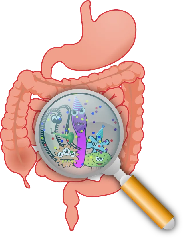 hidromiel mejora digestion